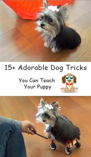 15 adorable dog tricks you can teach your puppy #dogtricks #puppylove