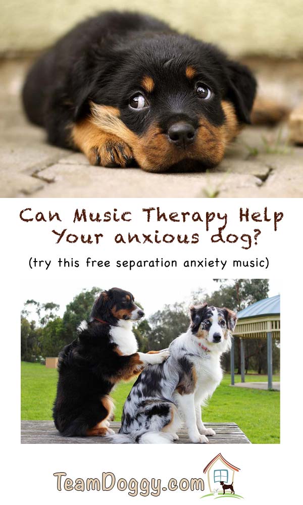 therapy music for dogs