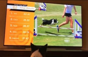 Enthusiastic Border Collie Watches Her Championship Agility Run on TV Border collie watches herself win an agility contest on TV #cutedogs