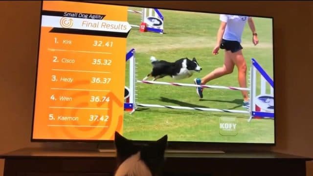 Border collie watches herself win an agility contest on TV #cutedogs