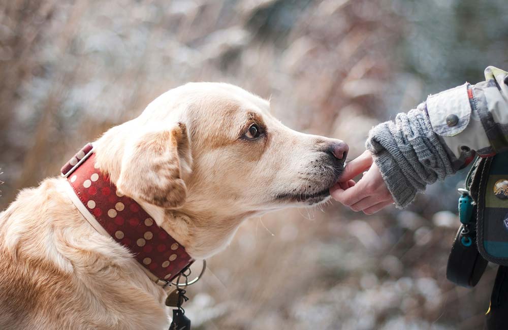 Girl giving a dog a treat