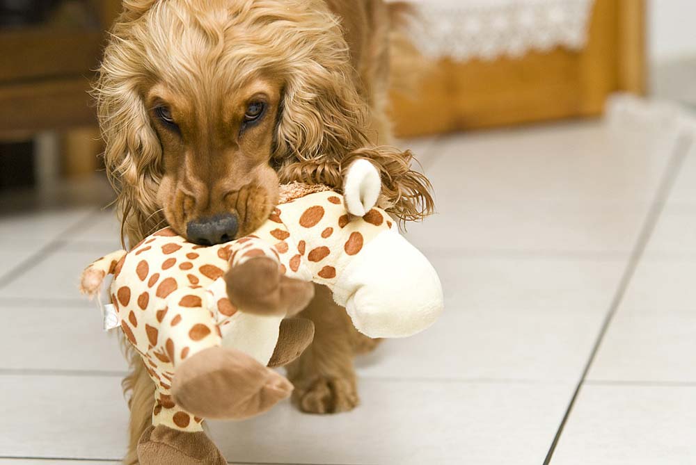 Playing hide and seek with dog toys on a rainy day