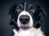 Can Dogs Sniff Out Bad Guys? Studies Show Dogs Know If You’re Untrustworthy black and white dog looking untrustingly at camera