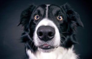 Can Dogs Sniff Out Bad Guys? Studies Show Dogs Know If You’re Untrustworthy black and white dog looking untrustingly at camera