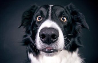 Can Dogs Sniff Out Bad Guys? Studies Show Dogs Know If You’re Untrustworthy black and white dog looking untrustingly at camera