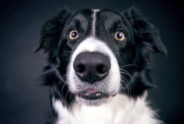 black and white dog looking untrustingly at camera