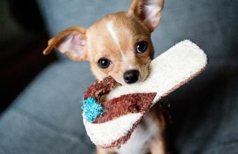 The Most Common Mistakes New Puppy Parents Make