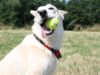 How To Tire Out Your Dog: Outdoor Dog Games for Active Dogs