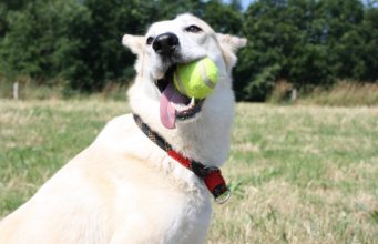 How To Tire Out Your Dog: Outdoor Dog Games for Active Dogs