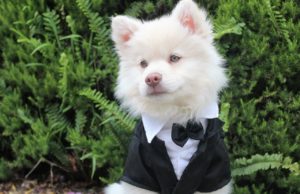 Tips On How To Include Your Dog In Your Wedding Day