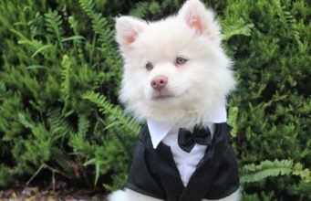 Tips On How To Include Your Dog In Your Wedding Day