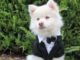 Tips On How To Include Your Dog In Your Wedding Day