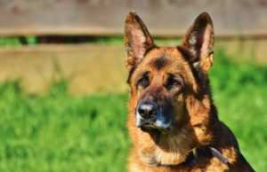 Top 10 Guard Dogs