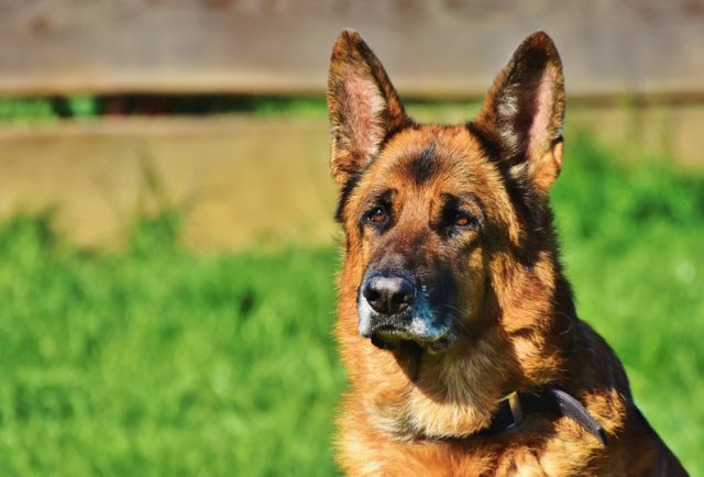 top 10 guard dogs for families