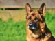 Top 10 Guard Dogs