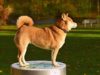 Steps You Can Take To Teach Your Dog to Listen to You