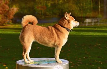 Steps You Can Take To Teach Your Dog to Listen to You