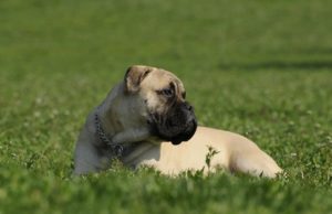The Bullmastiff: What You Need To Know