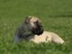 The Bullmastiff: What You Need To Know