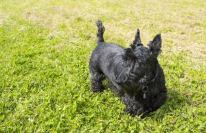 The Black Russian Terrier: What You Need To Know