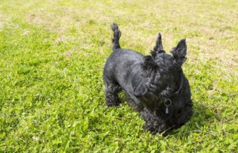 The Black Russian Terrier: What You Need To Know