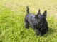 The Black Russian Terrier: What You Need To Know