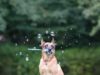 Unique, Cool And Easy Tricks To Teach Your Dog To Impress Other People