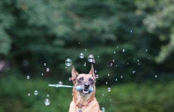 Unique, Cool And Easy Tricks To Teach Your Dog To Impress Other People