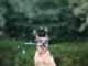 Unique, Cool And Easy Tricks To Teach Your Dog To Impress Other People