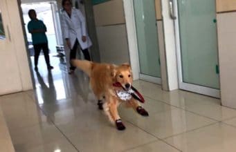 Adorable Golden Retriever Plays Tag at the Vet’s Office Happy Golden Retriever playing a game of tag #happydog