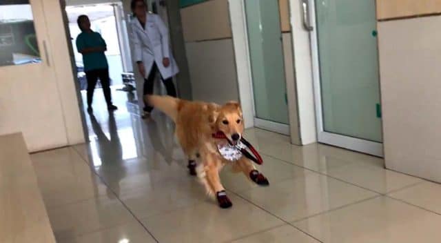 Happy Golden Retriever playing a game of tag #happydog