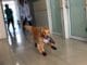 Adorable Golden Retriever Plays Tag at the Vet’s Office Happy Golden Retriever playing a game of tag #happydog