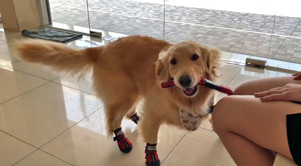 Golden Retriever puppy plays at the vets office with her new shoes #funnydog