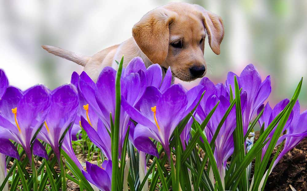 Puppy learning how to potty train. #housetraining #puppytraining