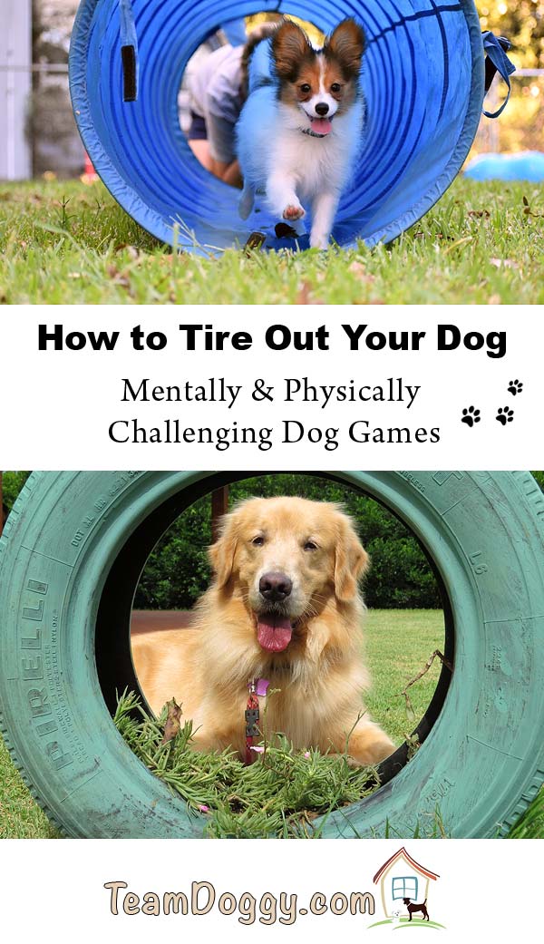 Creative ways to tire out your very active dog. These dog games are mentally and physically challenging. #dogtraining #doggames