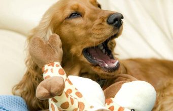 7 Indoor Dog Games to Play With Your Dog Play these indoor dog games with your active dog when the weather outside is bad