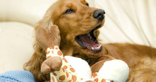 Play these indoor dog games with your active dog when the weather outside is bad