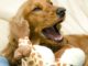 7 Indoor Dog Games to Play With Your Dog Play these indoor dog games with your active dog when the weather outside is bad