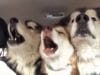Alaskan Malamutes Take the A Cappella Show on the Road 3 adorable Malamutes sing in the backseat of a car on the way to the groomers #funnydogs