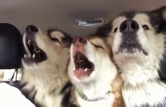 Alaskan Malamutes Take the A Cappella Show on the Road 3 adorable Malamutes sing in the backseat of a car on the way to the groomers #funnydogs