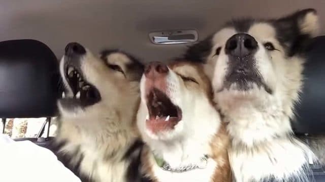 3 adorable Malamutes sing in the backseat of a car on the way to the groomers #funnydogs