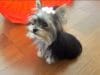 Worlds Smartest Puppy? 31 Week Old Yorkie Shows Off Her Tricks therapy dog yorkie puppy shows off her tricks
