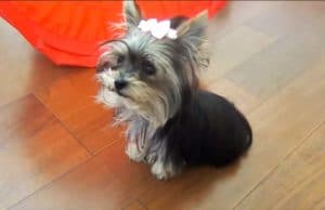 Worlds Smartest Puppy? 31 Week Old Yorkie Shows Off Her Tricks therapy dog yorkie puppy shows off her tricks