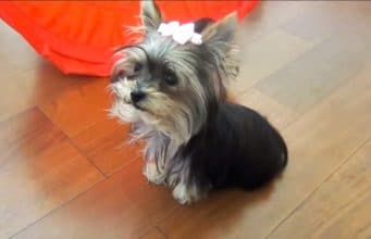 Worlds Smartest Puppy? 31 Week Old Yorkie Shows Off Her Tricks therapy dog yorkie puppy shows off her tricks