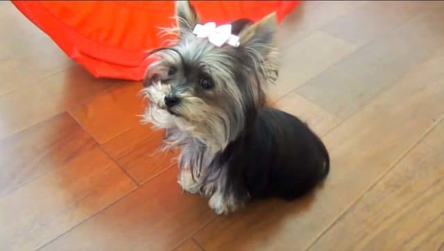 therapy dog yorkie puppy shows off her tricks