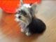 Worlds Smartest Puppy? 31 Week Old Yorkie Shows Off Her Tricks therapy dog yorkie puppy shows off her tricks