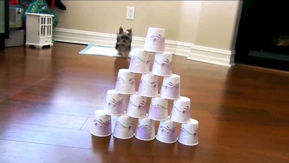 therapy dog tricks bowling