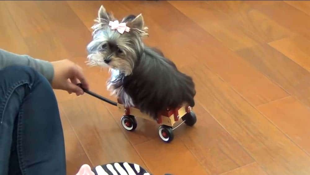 training a therapy dog to ride in a wagon