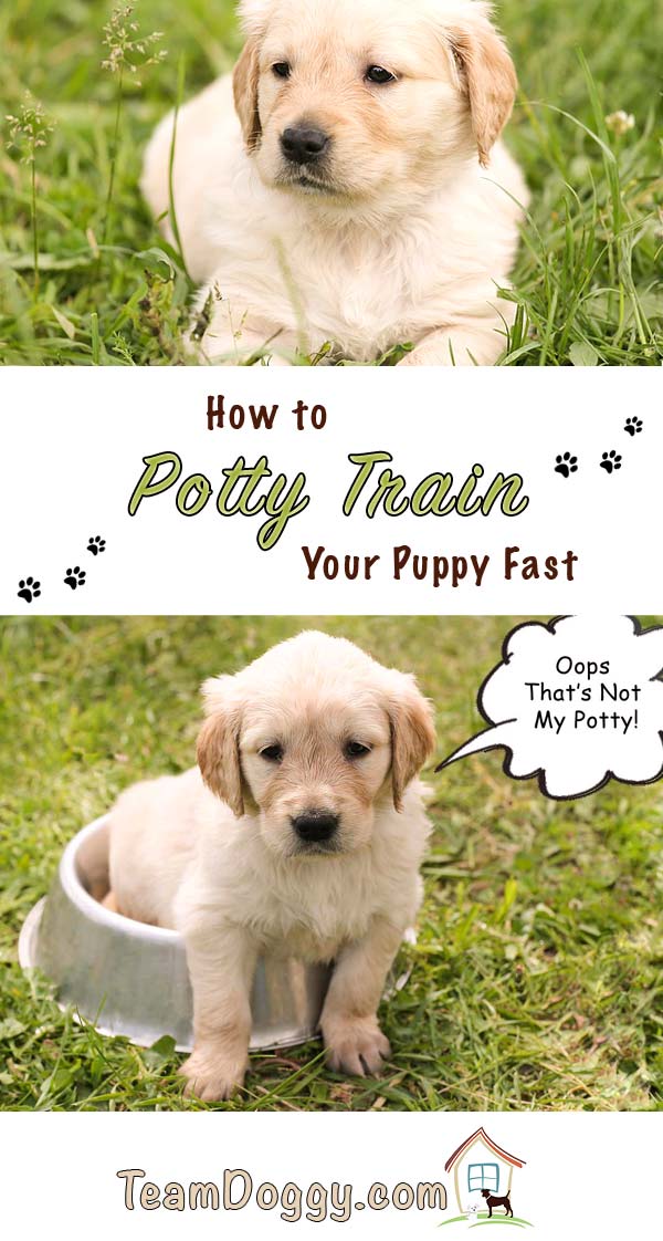 Potty training a puppy fast is a sanity saver for owners and the lovable pup. #dogtraining #puppypottytraining