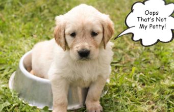 No More Puddles: How to Potty Train A Puppy Fast Tips for potty training your puppy #puppytraining #dogs